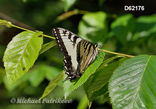 Eastern Tiger Swallowtail (Papilio glaucus)